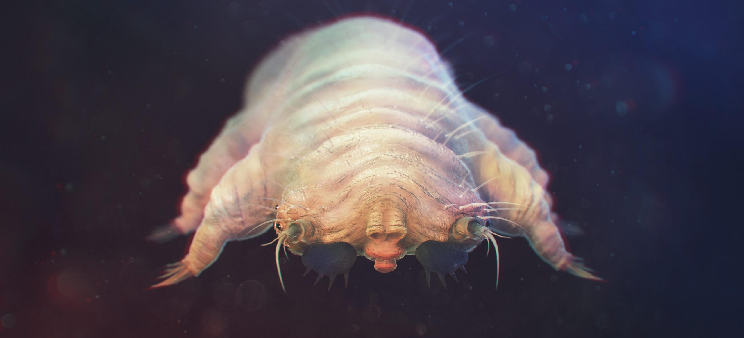 Demodex mite close up